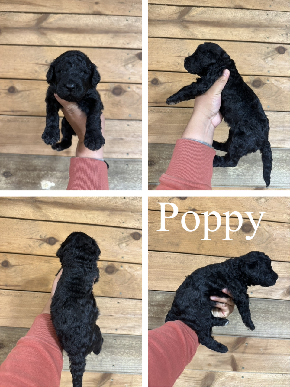 Poppy  1